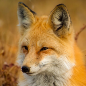 Foxes that devour marriage (subtle obstacles) include sin, stress, busyness, wrong priorities, unresolved sexual fears, idolatry, and coping apart from God.